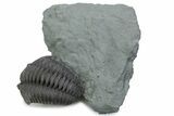 Long Curled Flexicalymene Trilobite - Mt Orab, Ohio #375289-1